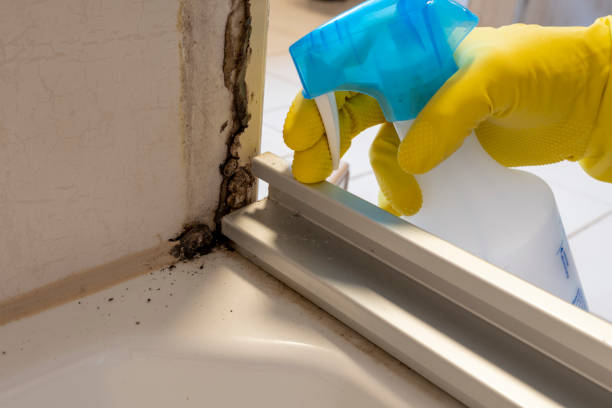 Best Fast Mold Removal  in Etna, PA
